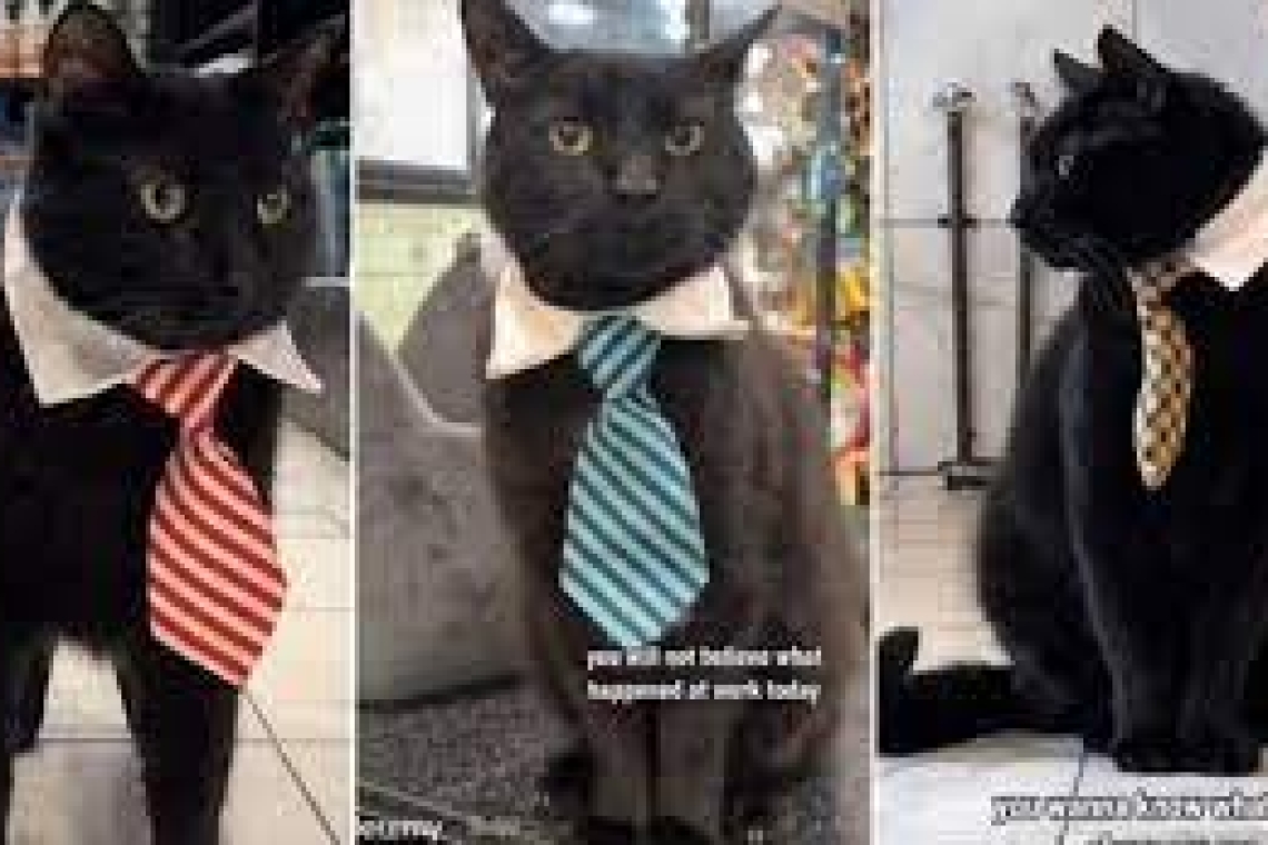 Γάτα γίνεται viral στα social media για την εργατικότητά της